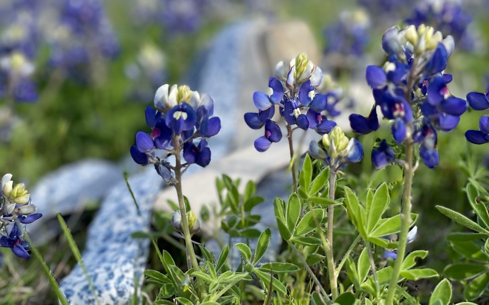 Texas bluebonnets in bloom with linen suspenders in the background, rustic wedding style